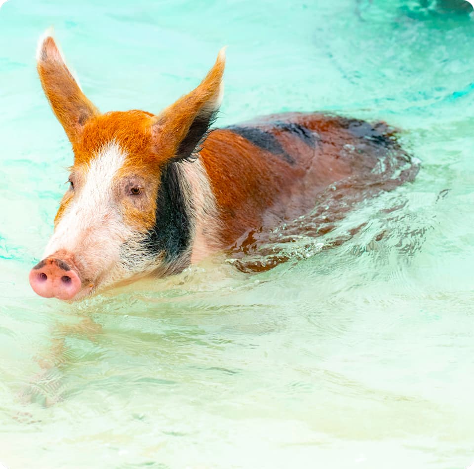 Can you swim with the pigs in Nassau?