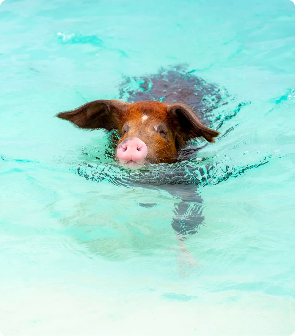 The Swimming<br />Pigs (at Sandy Toes)