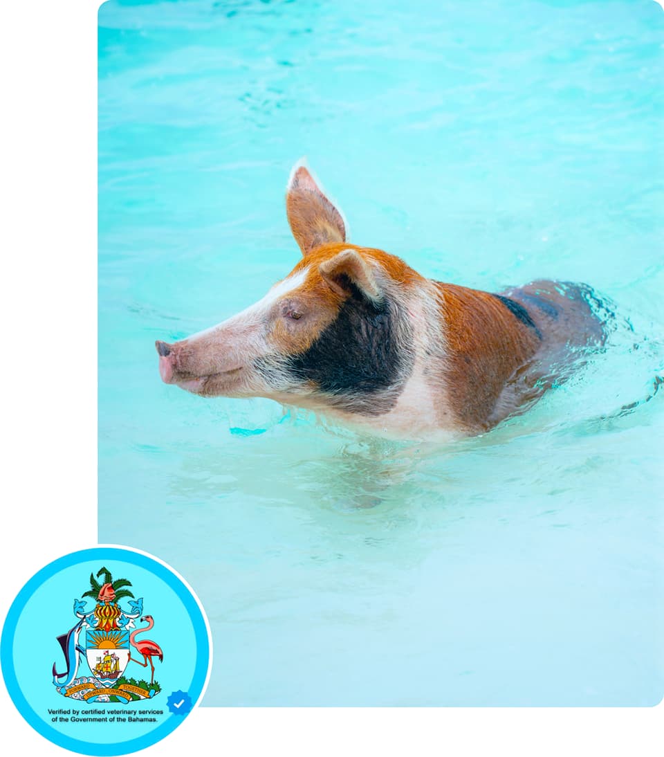 What you need to know about the Swimming Pigs