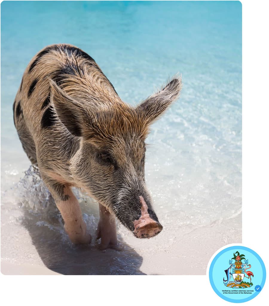 Swimming with the pigs at Sandy Toes